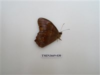 藏品(眼蝶科)的圖片